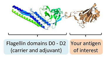 Bespoke flagellin fusion protein