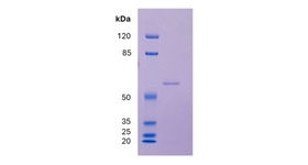 FLA01 Fig1