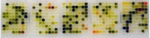 The Phytotitre library