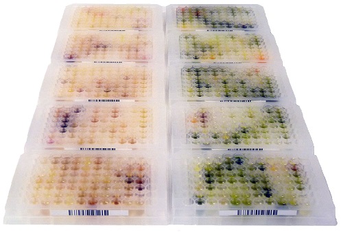 Phytotitre library