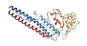 Mammalian expressed flagellin