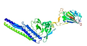 Recombinant flagellin fusion proteins